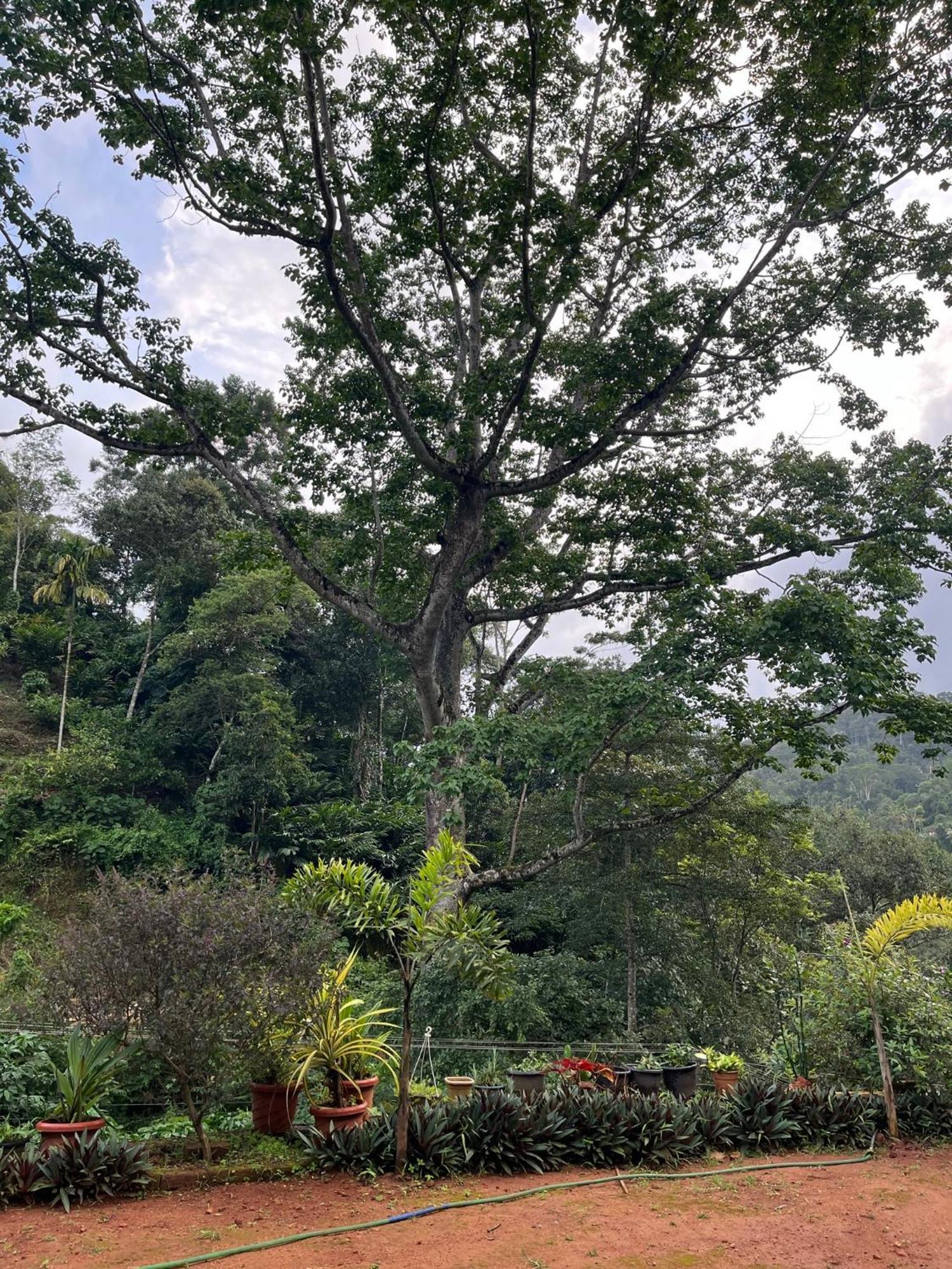 Mount Court Munnar Ξενοδοχείο Εξωτερικό φωτογραφία