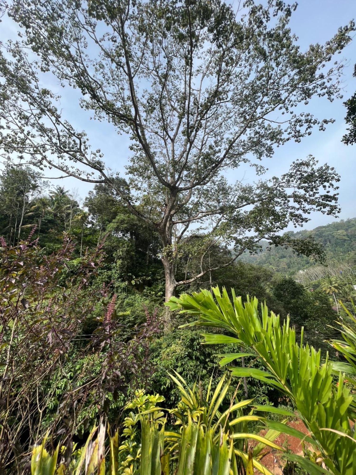 Mount Court Munnar Ξενοδοχείο Εξωτερικό φωτογραφία